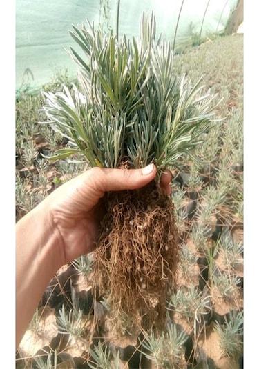 40 Ad. Açık Köklü Intermedia Lavanta Fidanı Fidesi