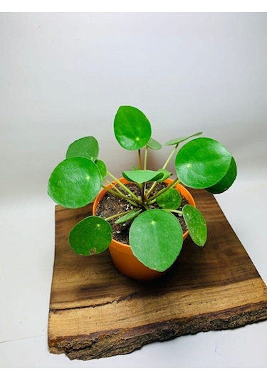 Pilea Salon Bitkisi Ke16