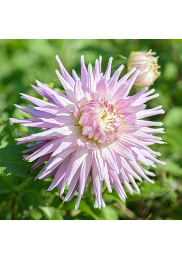 Özel Renk Kiev Dahlia Yıldız Çiçeği Yumrusu 1 Adet