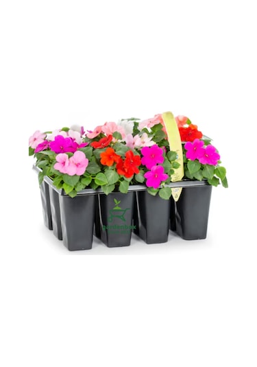 Cam Güzeli Çiçeği Karışık Renk İthal 2 Adet Saksılı 10-15cm