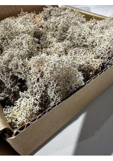 Reindermoss Şoklanmış Norveç Yosunu Terarium Yosunu Natural Green 100 Gr.
