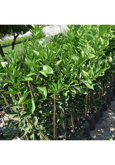Tüplü Aşılı Satsuma Mandalina Fidanı Yaş 1-2 Boy 90-110Cm