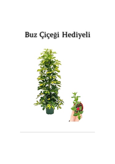 Hediyelik Sarı Alacalı Şeflera Bitkisi Anneler Gününe Özel Buz Çiçeği Hediyeli