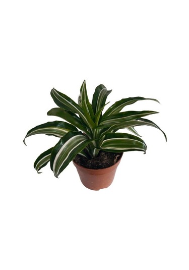 Dracaena Kanzi 12 Lik Saksıda