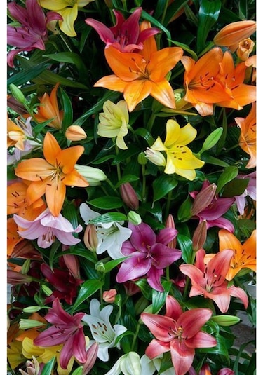 4 Adet Kokulu Karışık Zambak Lilyum Soğanı