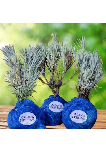 EGET Organik Lavanta Fidesi-6 Adet