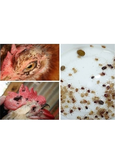 Canhiper 1 Kg Orjinal Bit, Pire,kene, Kırmızı Örümcek,haşere,kedi, Köpek Biti