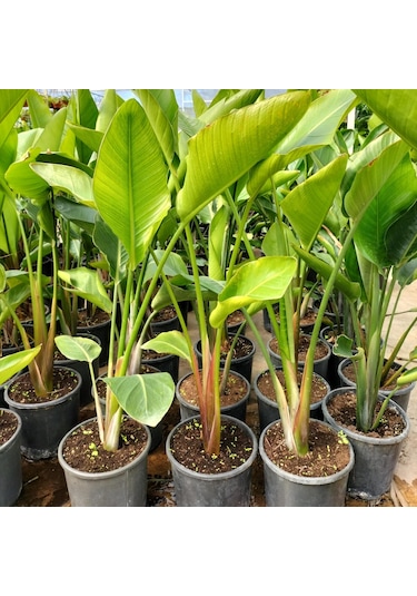 Starliçe Cennet Kuşu Çiçeği Strelitzia Nicolai - 60 Cm 2 Adet