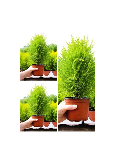 Videolu Ithal Limoni Servi Fidanı 3 Adet 30-50cm Saksılı/ Tüplü Cupressus Macrocarpa
