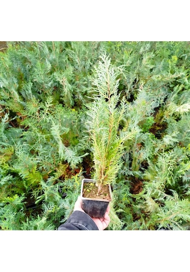 Yeşil Mazı 5 Adet / 30-50 Cm Çit Bitkisi Thuja Orientalis
