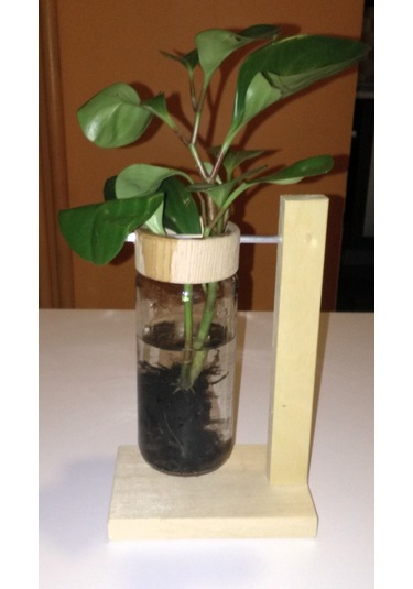 Topraksız Bitki ve Çiçek için Tekli Uzun Ahşap Ayaklı Cam Vazo