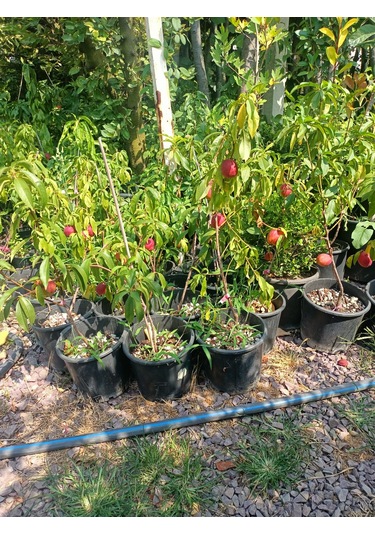 Yeşil Deniz Fidancılık Tüplü Bodur Nektar Fidanı 50-80 Cm