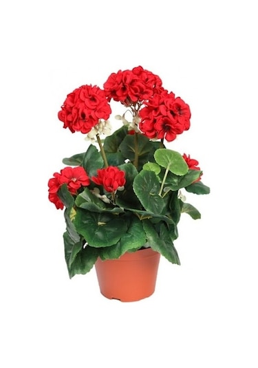 Canlı Saksılı Sardunya Çiçek Fidanı Kırmızı 10-20 Cm