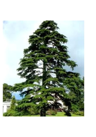 Toros Sedir Fidanı 30-50 Cm Boyunda, Dayanıklı Çam Ağacı