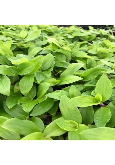 Tradescantia Flumensis Telgraf Çiçeği Fidesi 5 Adet