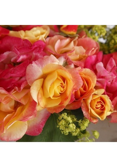 Tüplü Çok Goncalı Firebird Yediveren Gül Fidanı