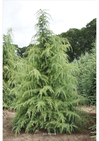 Himalaya Sedir Fidanı 2 Yaşında Tüplü