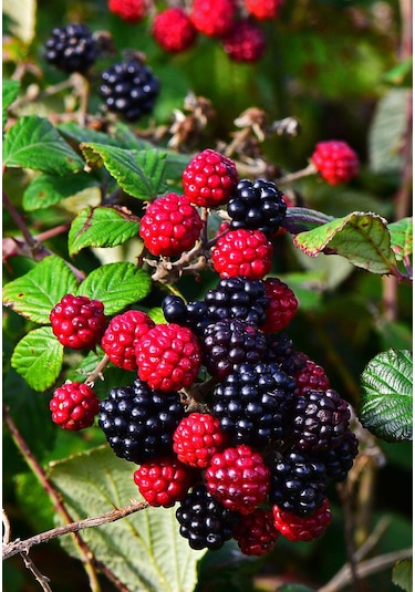Tüplü Yediveren Böğürtlen Rubus Fruticosus Fidanı