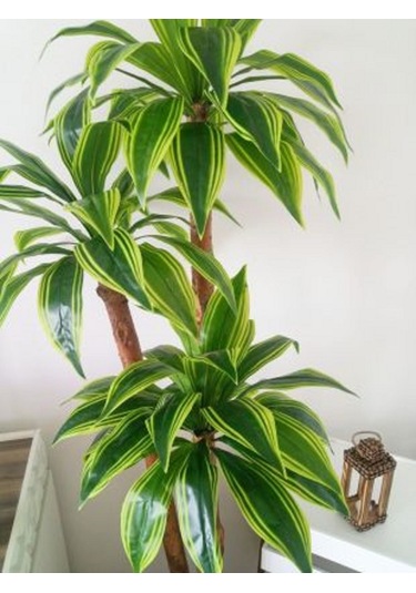 Yapay Yuka Yucca Ağacı 3 Gövdeli 1.80 Mt Boy Islak Doku