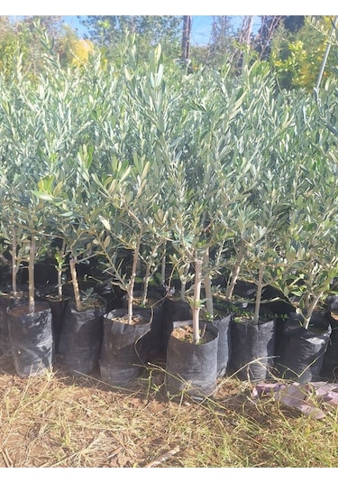 Sofralık Gemlik Zeytin Fidanı 1 Adet Tüplü 40-60cm Bol Verimli