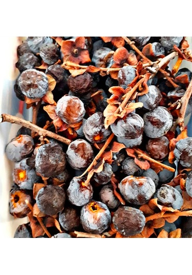 Soğuğa Dayanıklı Yabani Cennet Hurması Fidanı Trabzon Hurması - Tüplü Kara Hurma - Mini Meyveli