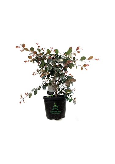 Süs Bitkisi Evgenya Çalısı 50-70cm Saksılı/tüplü Eugenia Etna Fire