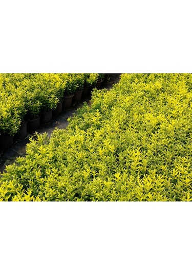 Altuni Çıtır Taflan - Euonymus Microphyllus Pulchellus Aureus Celastraceae 100 Adet