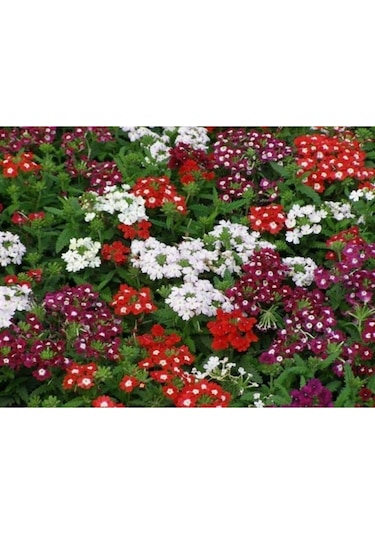 30 Adet Karışık Renkli Mine Çiçeği Tohumu Verbena