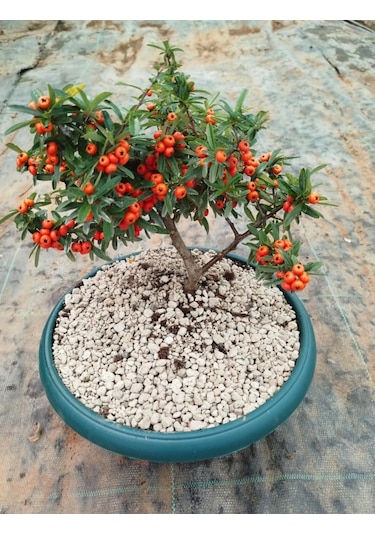 Bonsai Ateş Dikeni Pyracantha 5-6 Yaş