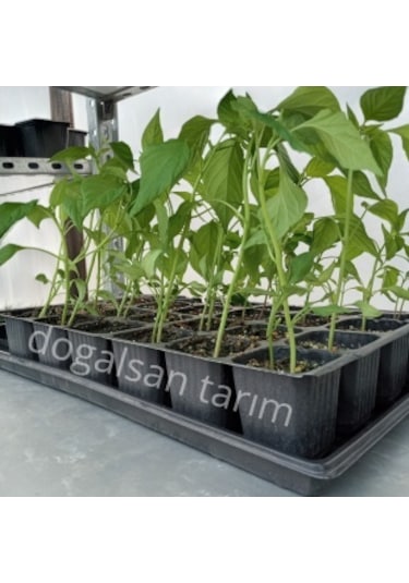 Fide Viyol Tepsisi 9 Adet Viyol Altılığı Saksı Altlığı