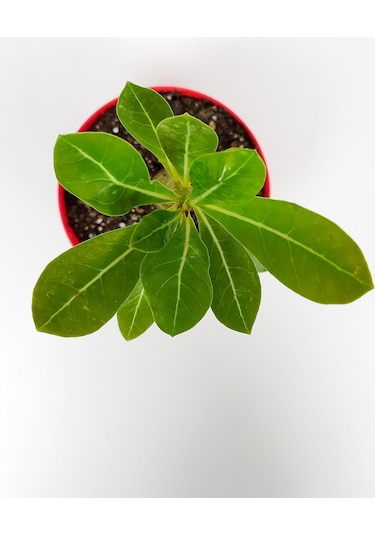 Çöl Gülü Adenium Obesum 8.5 Cm Kırmızı Saksıda Caudex Bonsai