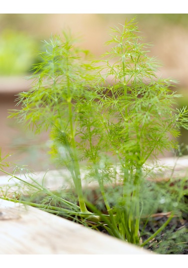 Yerli Dereotu Tohumu, Gönen Çeşidi, 1 Gram, 600 Adet