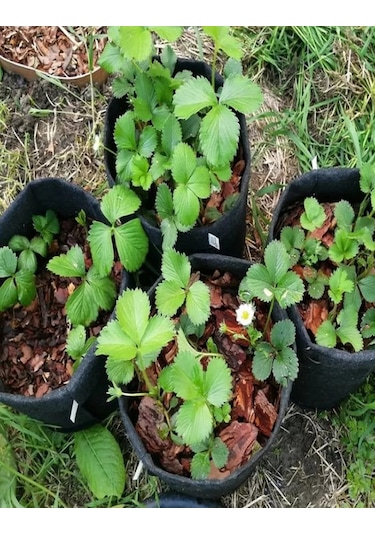 Umnyj Sad 20 Litrelik Tekstil Saksı, 5 Adet, Bitki Ve Fide İçin 186267431