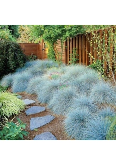 Mavi Çim Festuca Glauca 30 Adet