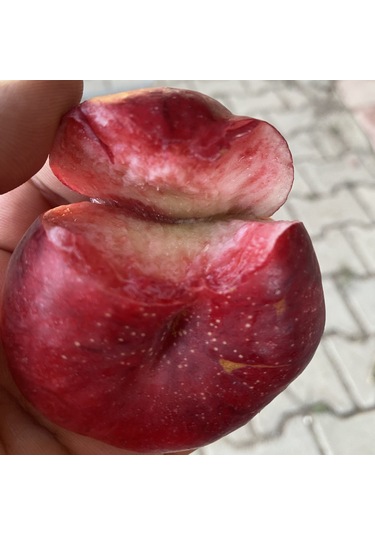 Yüksek Aromalı İçi Dışı Kırmızı Gianna Basık Nektarin Tohumu 2 Adet
