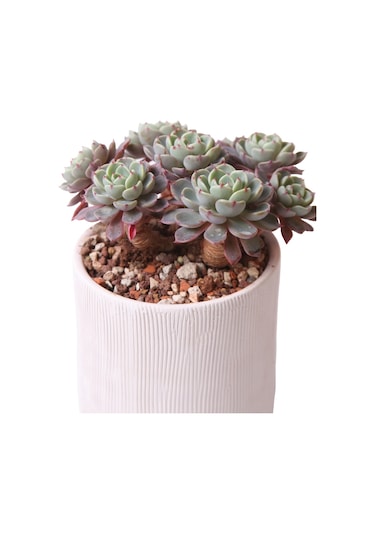 Echeveria Nana Mini Hook - Sukulent Haangarden