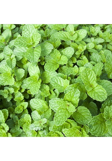 Bykurt Sunagri Nane Tohumu - Aromatik, Tıbbi Özellikli, Çok Yıllık, Kolay Yetiştirilir 100 Adet