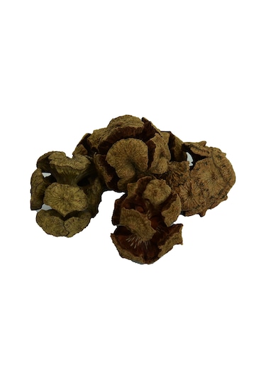 Doğan Selvi Kozalağı Doğal 1000 G Paket
