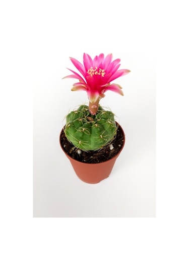 Gymnocalycium Baldianum Göz Alıcı Pembe Çiçekli  Özel Tür Kaktüs