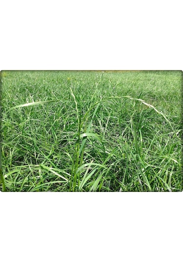 ReyGRass Otu Süt Otu Tohumu 5 KG