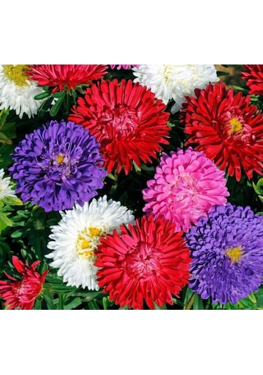 Kasımpatı Krizantem Chrysanthemum Seti 3lü 10-20 Cm