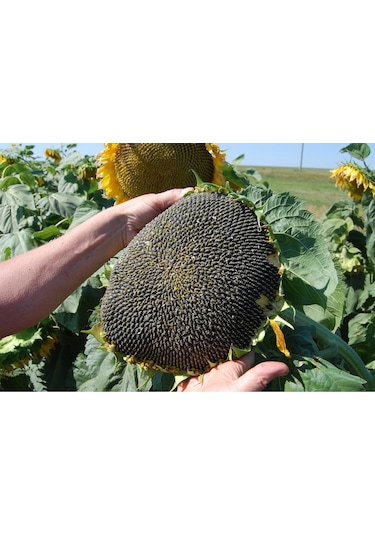 Mamut Dev Ayçiçeği Tohumu Mammoth Sunflower Seeds