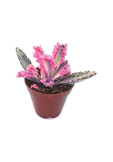 Aşkın Gözyaşı Pembe