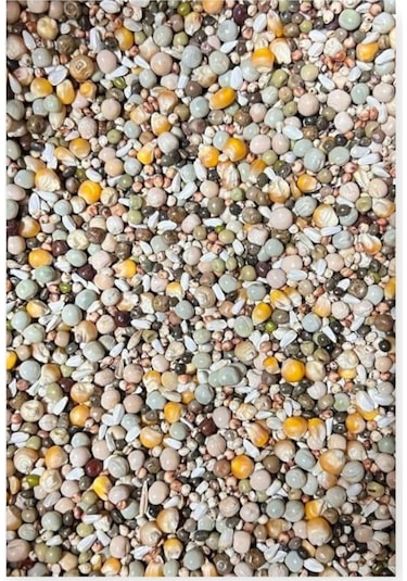 Kuşlara Çimlendirmelik Filizlendirmelik 11 Çeşit Tohum 1 KG