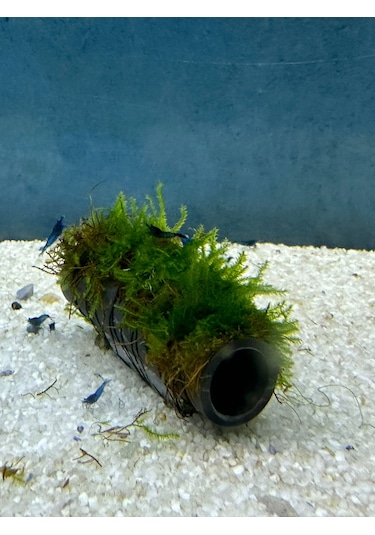 Canlıpetshop Y-moss Sarılı Tüp Tekli Karides Üretim Tüpü Yuvası ve Akvaryum Dekoru