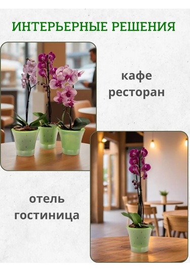 Live-in-green 2 Litre Orkide İçin Şeffaf Plastik Saksı Takımı 342131427