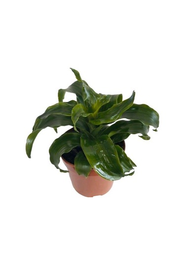 Dracaena Janet Craig