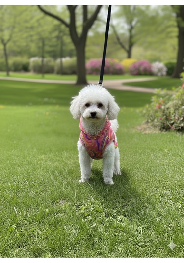 Patilinka Kedi Köpek Kışlık Kıyafet Gökkuşağı Pembe Yağmurluk