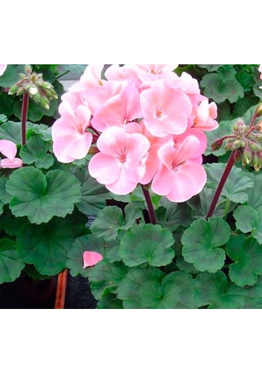 Mahidevran Sultan Pembesi Sardunya Çiçeği Saksılı 10-20 Cm