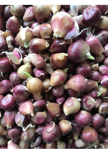 Tek Diş Mürdük Sarımsağı Tohumu Arpacık 50 Gr Ort 150 Ad Tohum